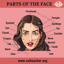 Картинки по запросу "face parts for teaching"